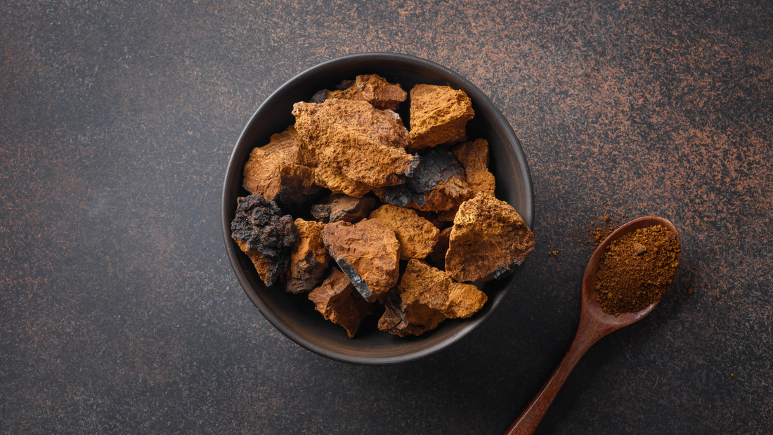 Unlocking the Power of Gut Health with Birch Chaga Truffles !